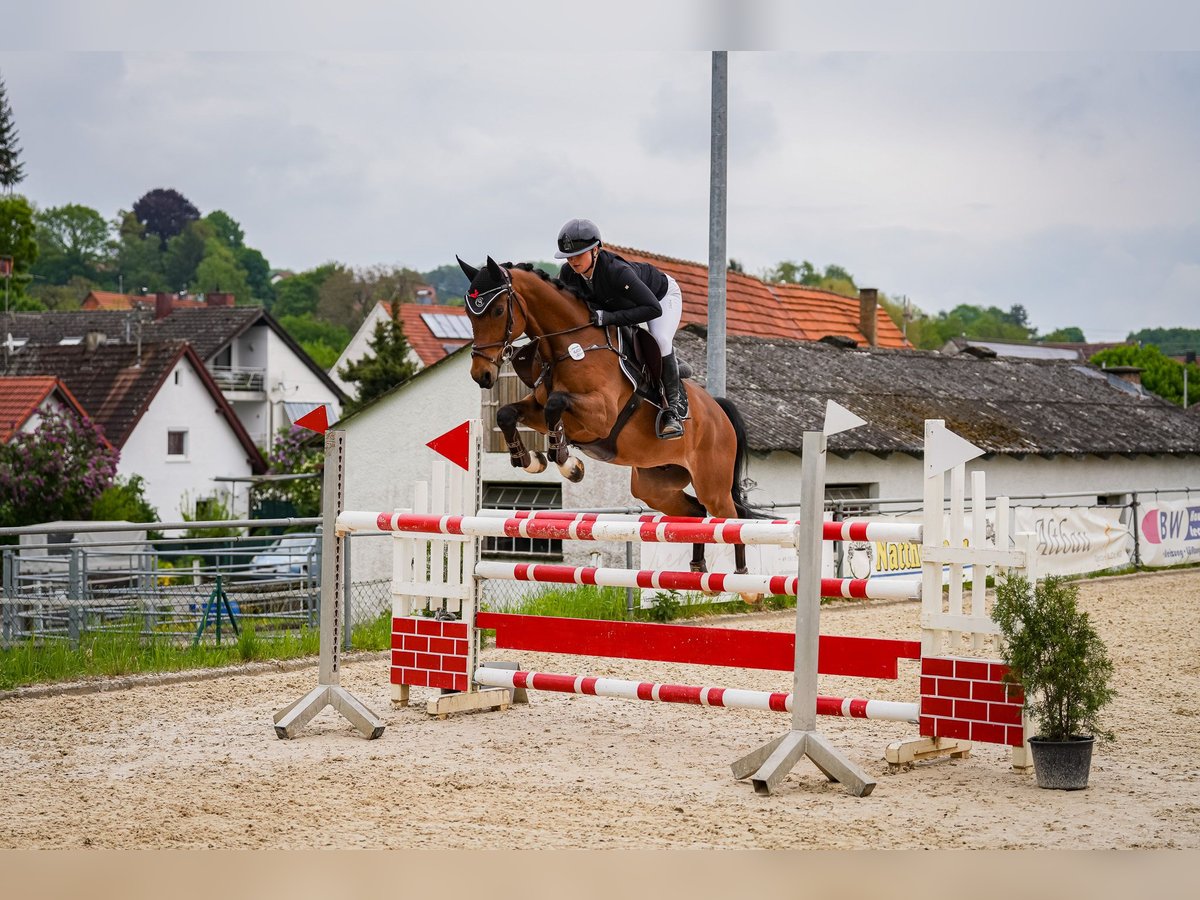 Oldenburger Springpferd Wałach 7 lat 161 cm Gniada in Ellwangen (Jagst)