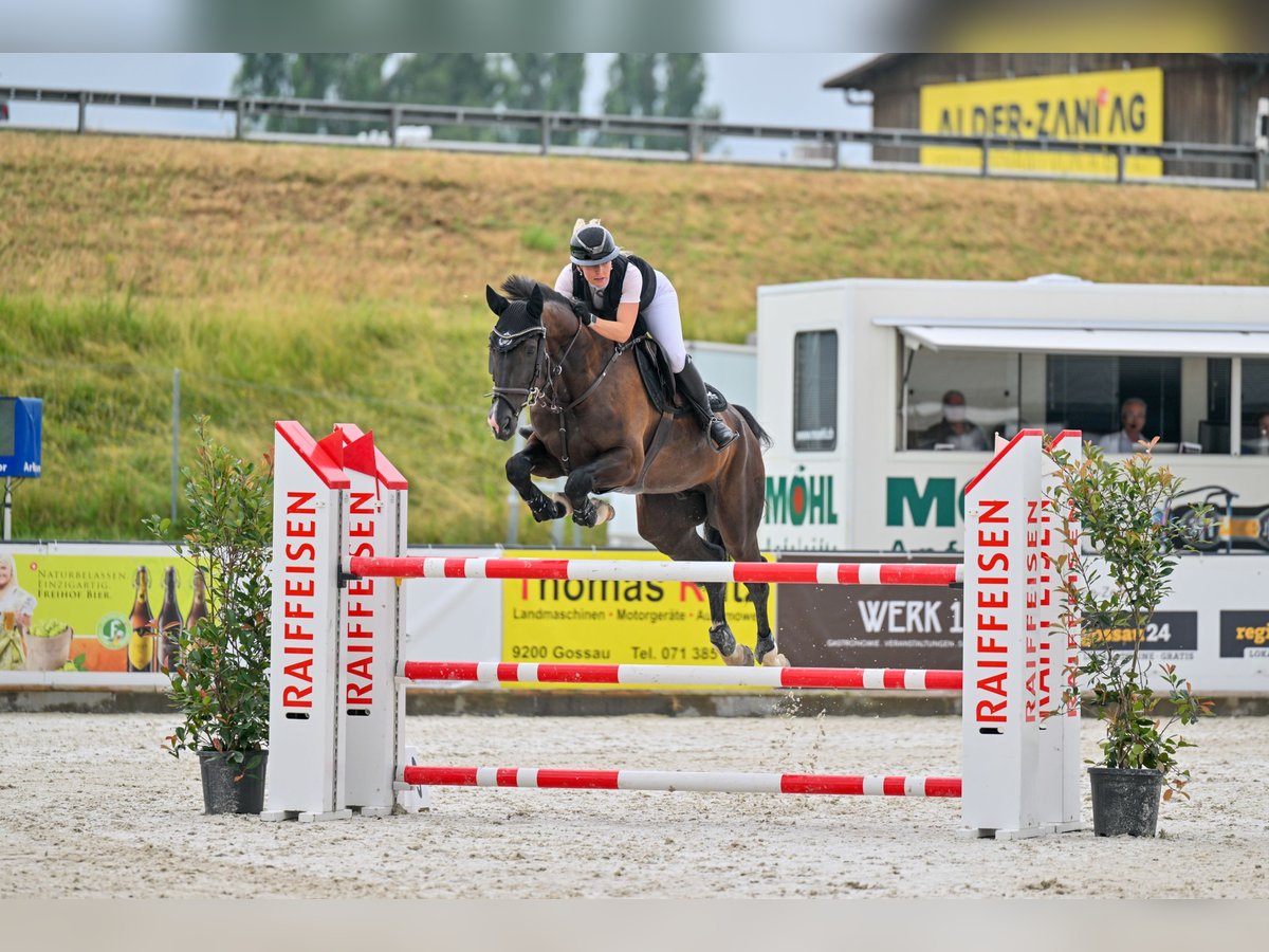 Oldenburger Springpferd Wałach 7 lat 175 cm Kara in Wiesendangen
