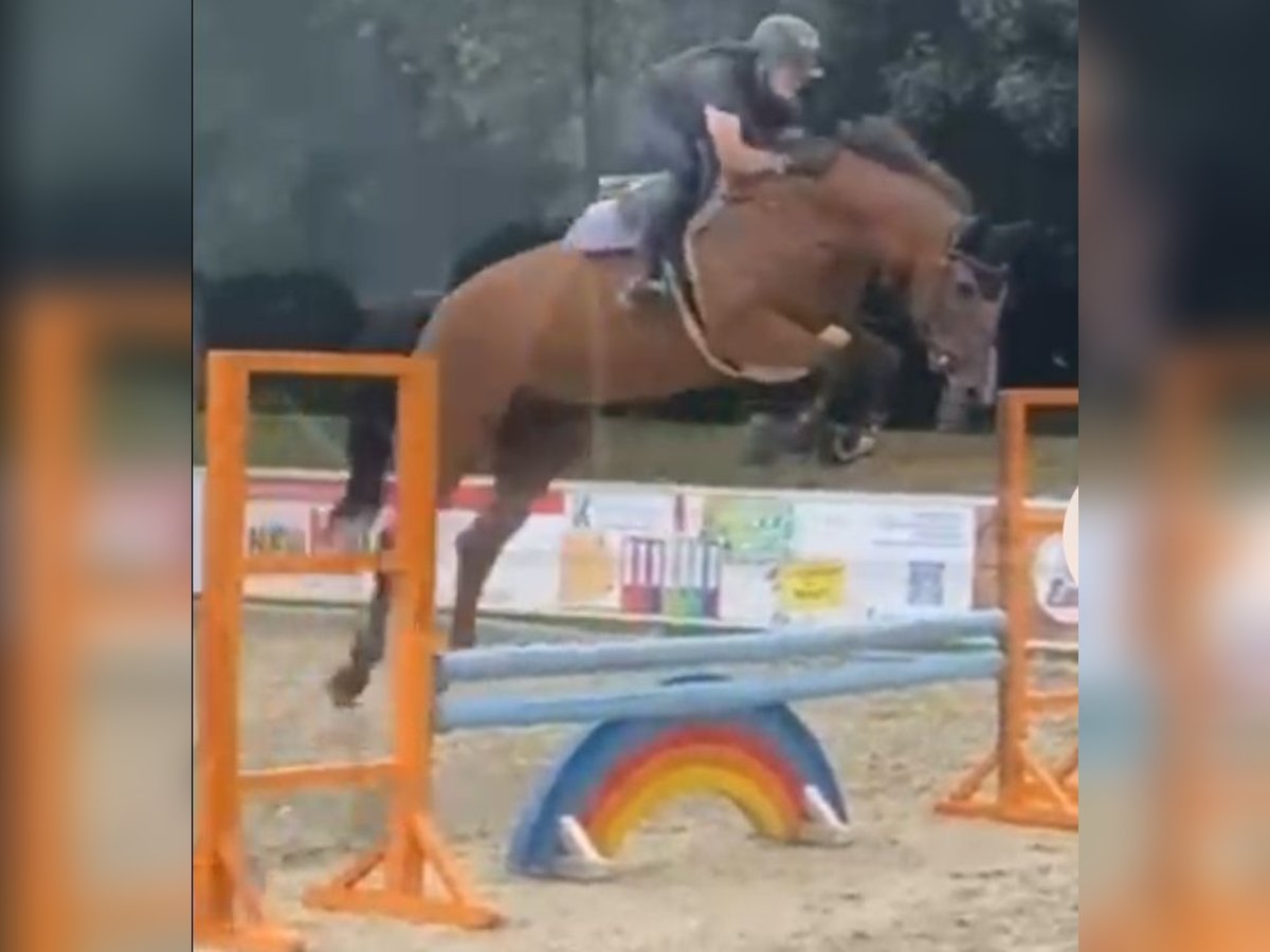 Oldenburger Springpferd Wałach 8 lat 177 cm Gniada in ViersenViersen