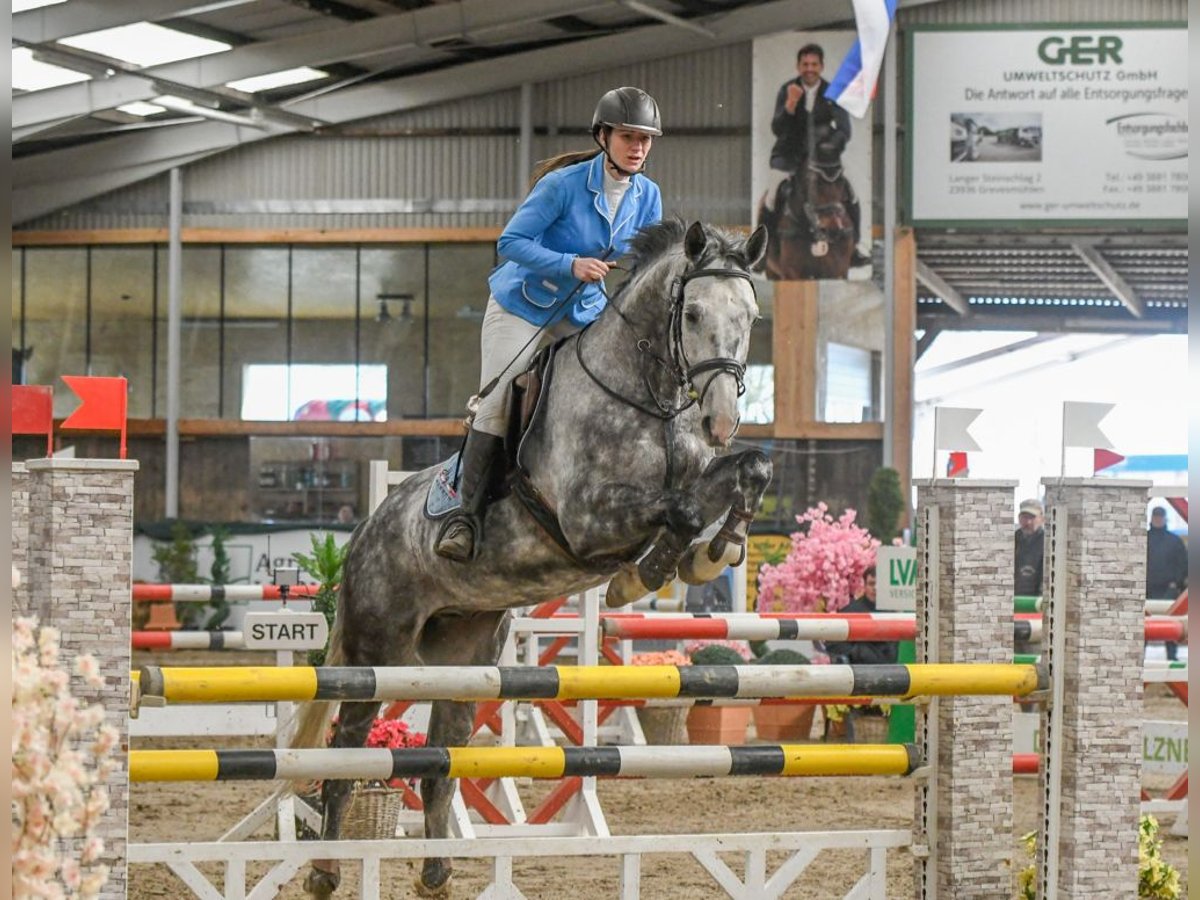 Oldenburger Springpferd Wałach 9 lat 167 cm Siwa in Elmenhorst
