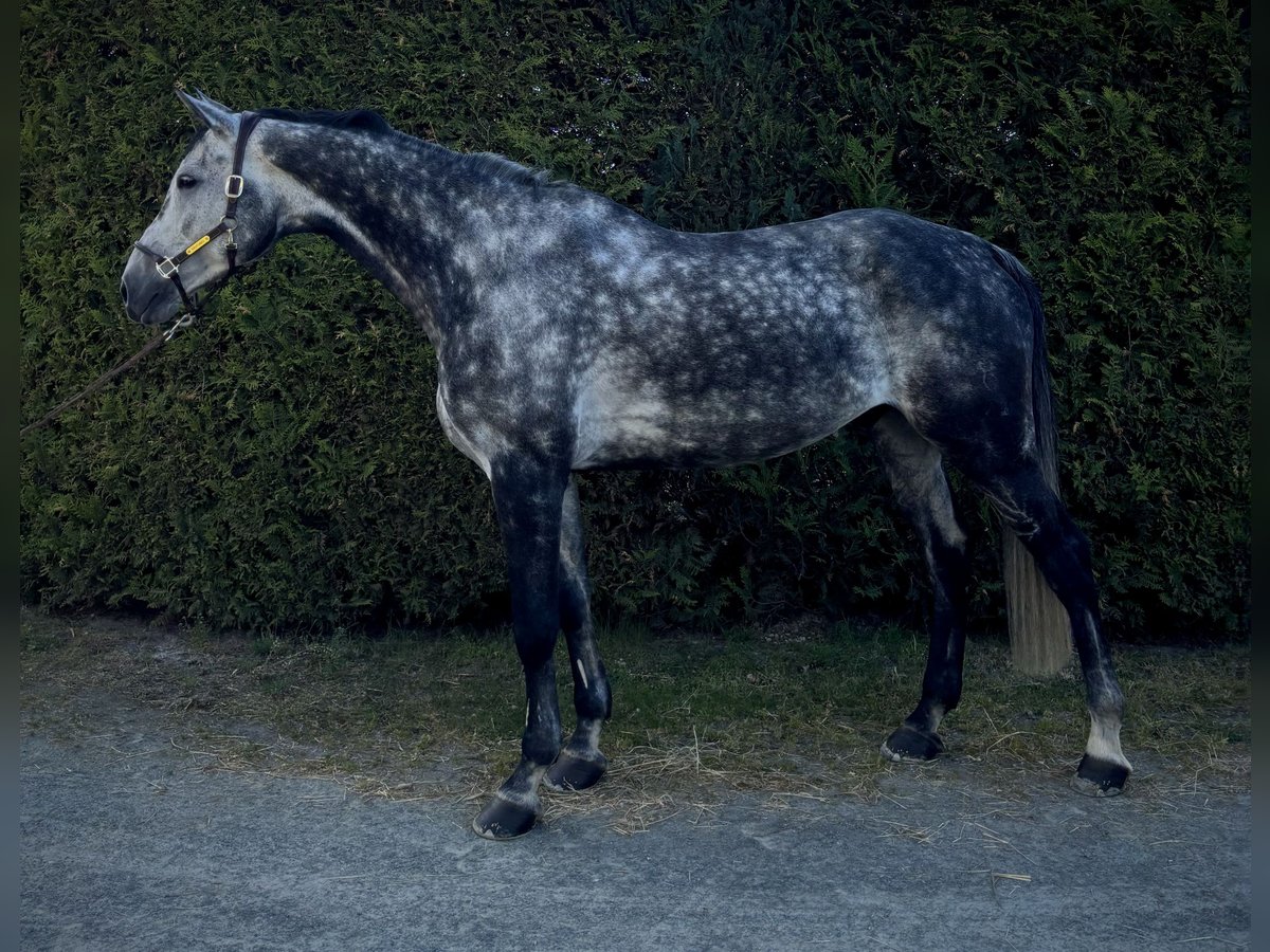 Oldenburger Springpferd Wałach 9 lat 179 cm Siwa jabłkowita in Brechen