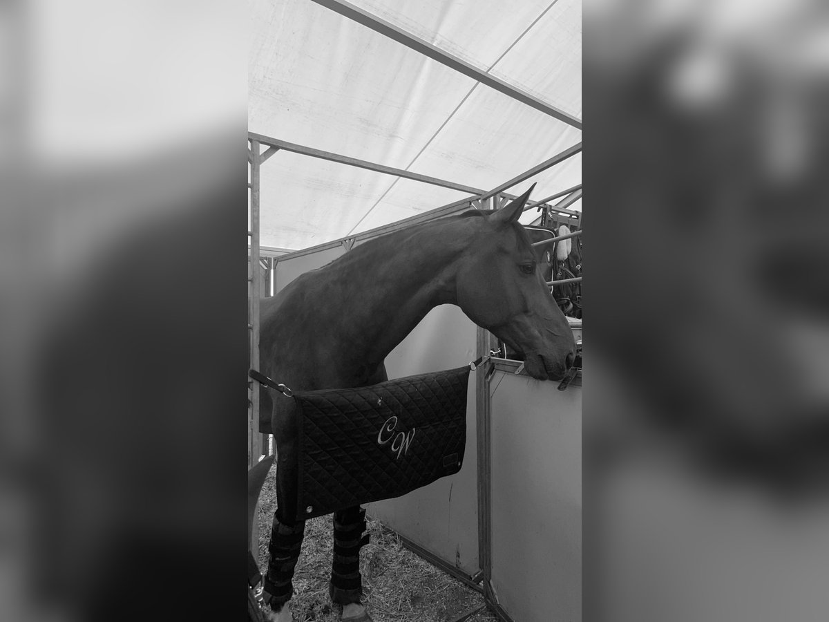 Oldenburger Springpferd Wałach 15 lat 170 cm Gniada in Oberstadion