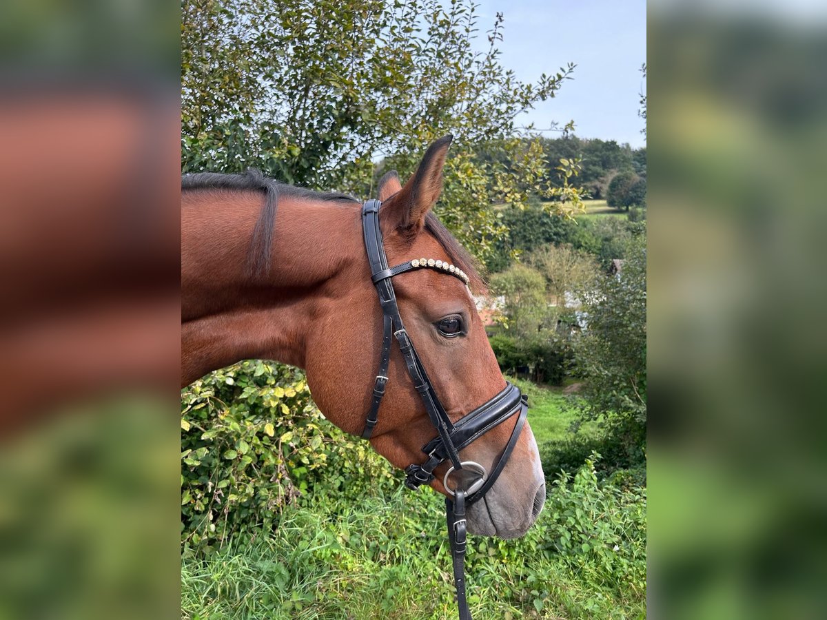 Oldenburger Springpferd Wałach 4 lat 167 cm Gniada in Mossautal