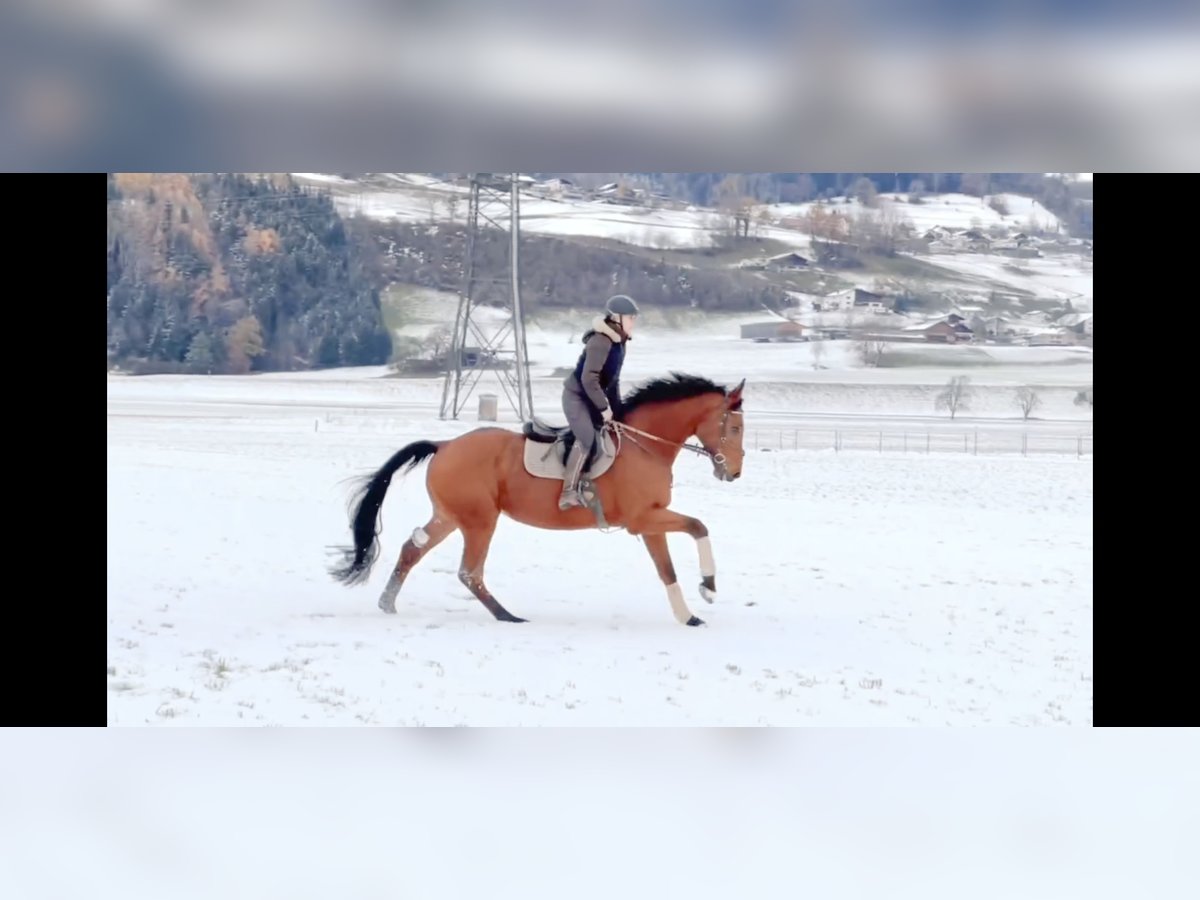 Oldenburger Springpferd Wałach 4 lat 170 cm Gniada in Schlins