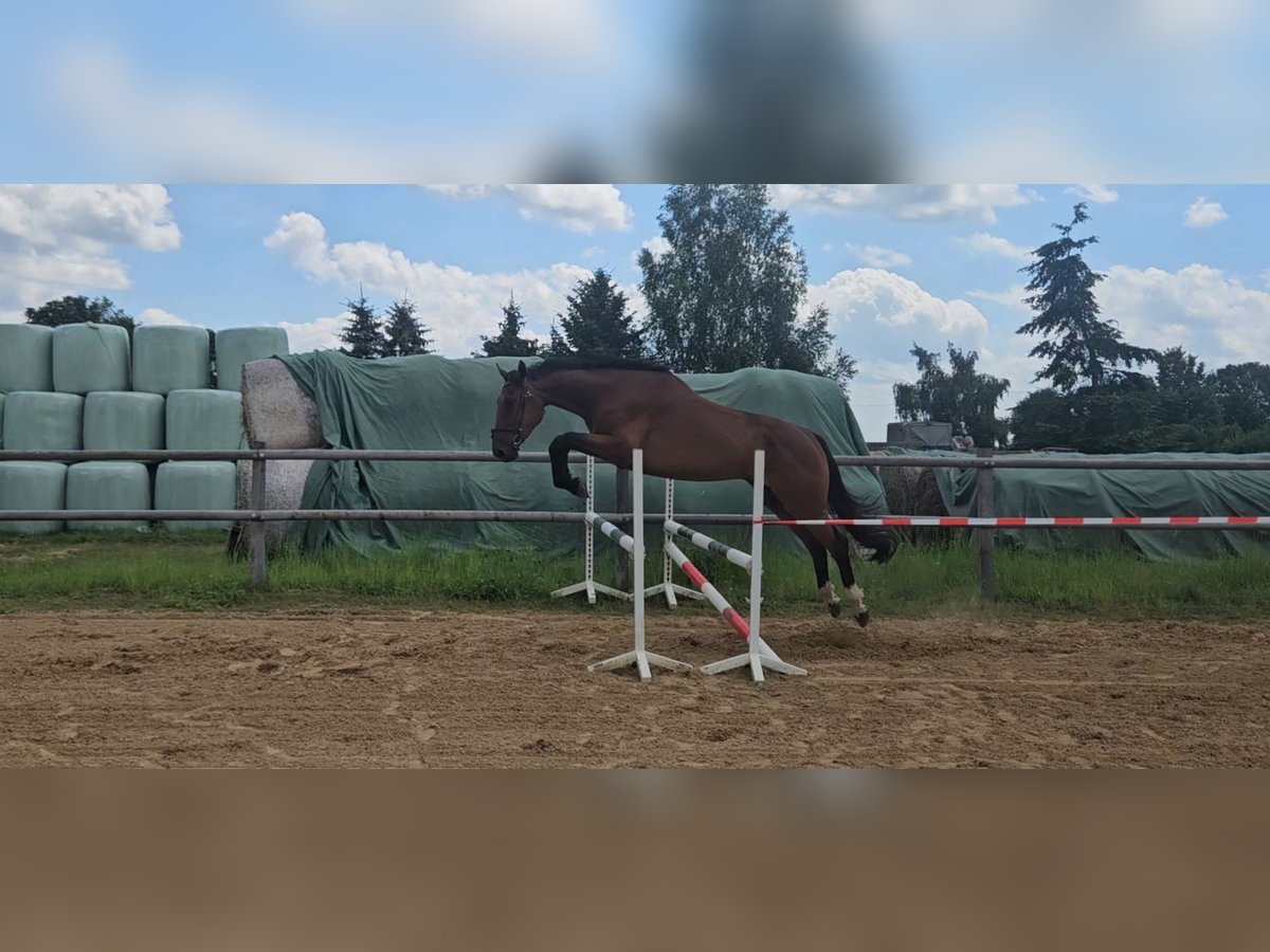 Oldenburger Springpferd Wałach 4 lat 179 cm Gniada in Groß Roge