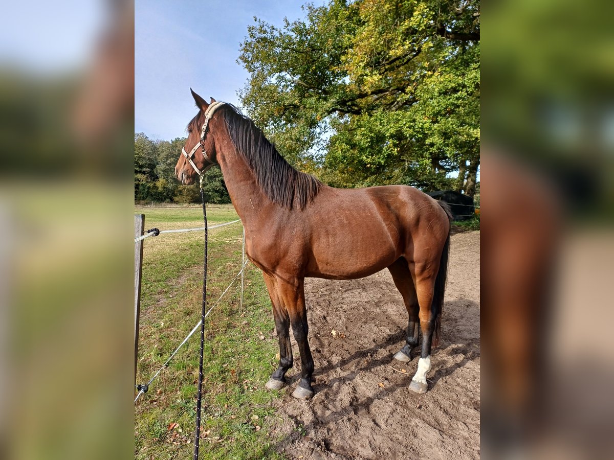 Oldenburger Springpferd Wałach 4 lat 180 cm Gniada in Isernhagen