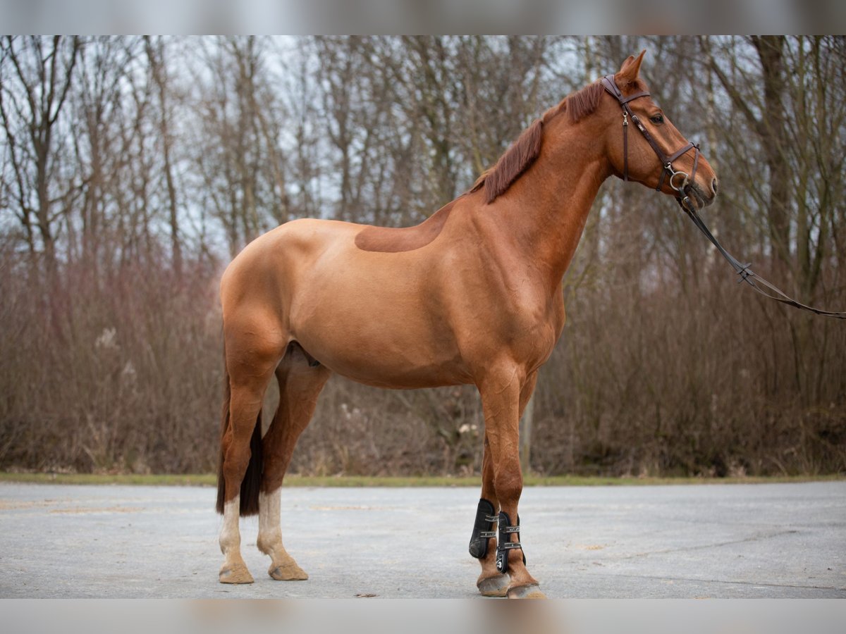 Oldenburger Springpferd Wałach 6 lat 178 cm Kasztanowata in Paderborn