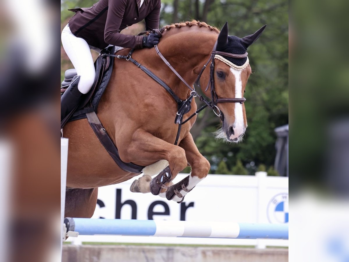 Oldenburger Springpferd Wałach 9 lat 165 cm Kasztanowata in Neu-Ulm