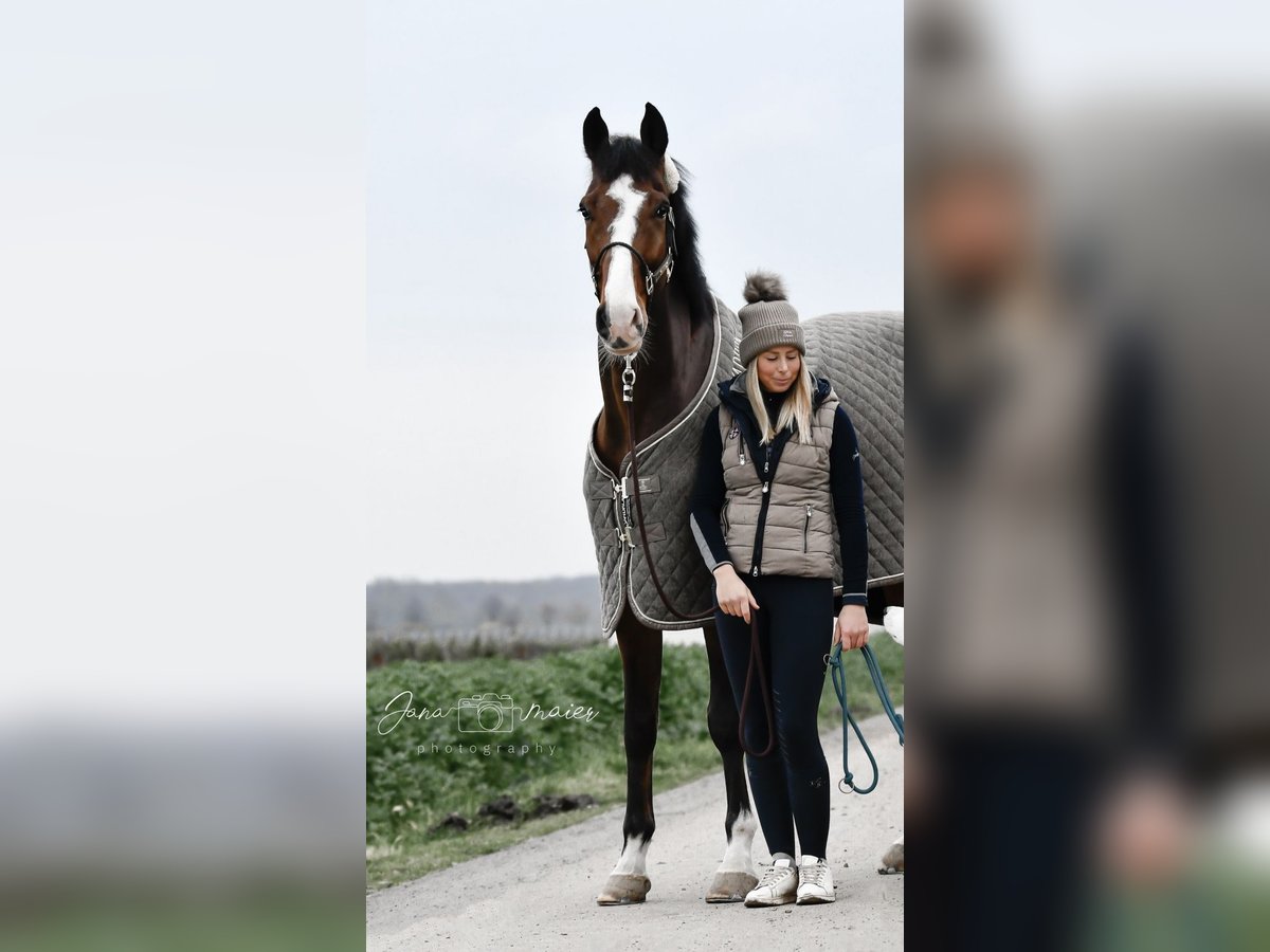 Oldenburger Springpferd Wałach 9 lat 180 cm Gniada in Köln