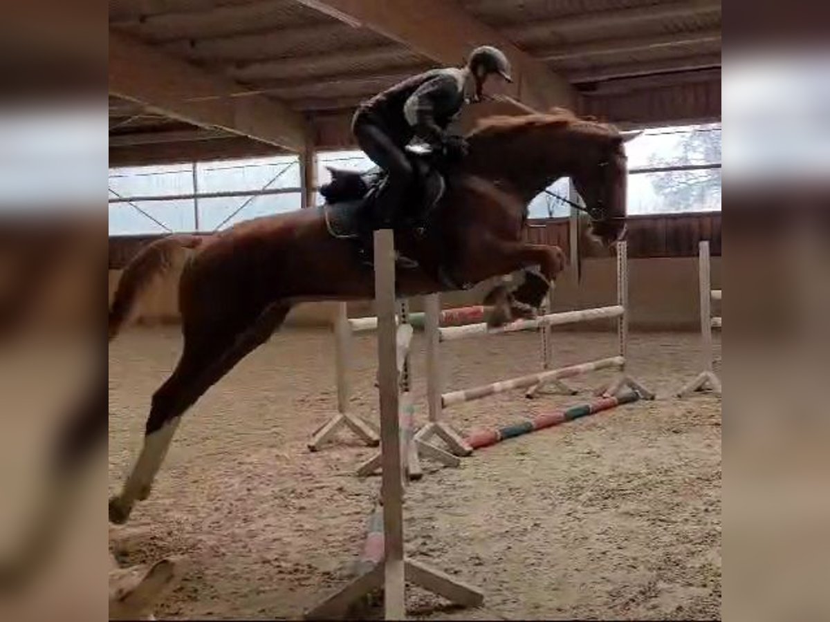 Oldenburger Springpferd Wallach 10 Jahre 170 cm Fuchs in Leonberg