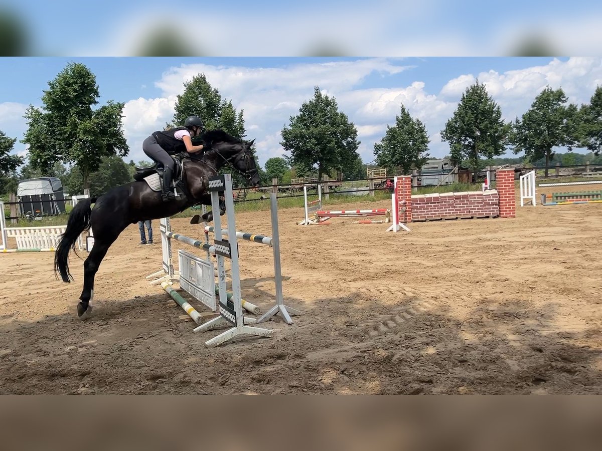 Oldenburger Springpferd Wallach 10 Jahre 174 cm Rappe in Stechow