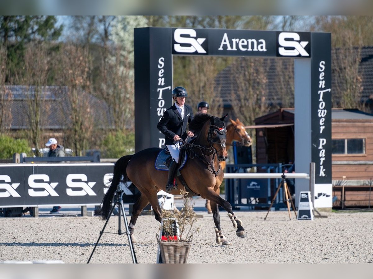 Oldenburger Springpferd Wallach 10 Jahre 180 cm Dunkelbrauner in St. Josefen