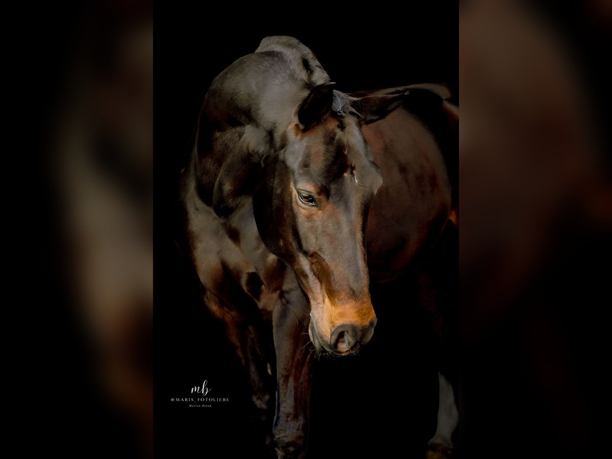 Oldenburger Springpferd Wallach 11 Jahre 168 cm Schwarzbrauner in Syke