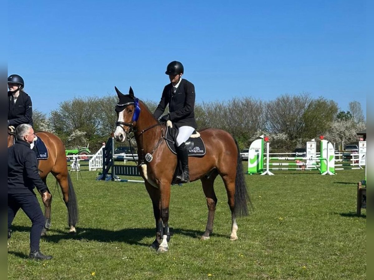 Oldenburger Springpferd Wallach 11 Jahre 170 cm Brauner in Silberstedt