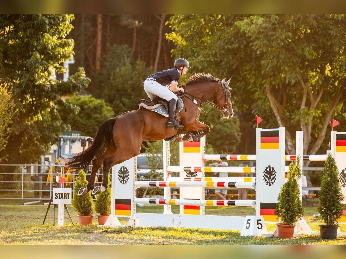 Oldenburger Springpferd Wallach 11 Jahre 170 cm Brauner in Neustadt (Dosse)