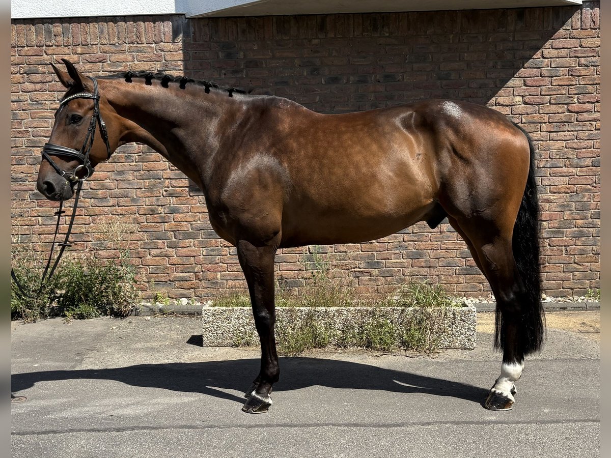 Oldenburger Springpferd Wallach 11 Jahre 170 cm Dunkelbrauner in Niederkassel