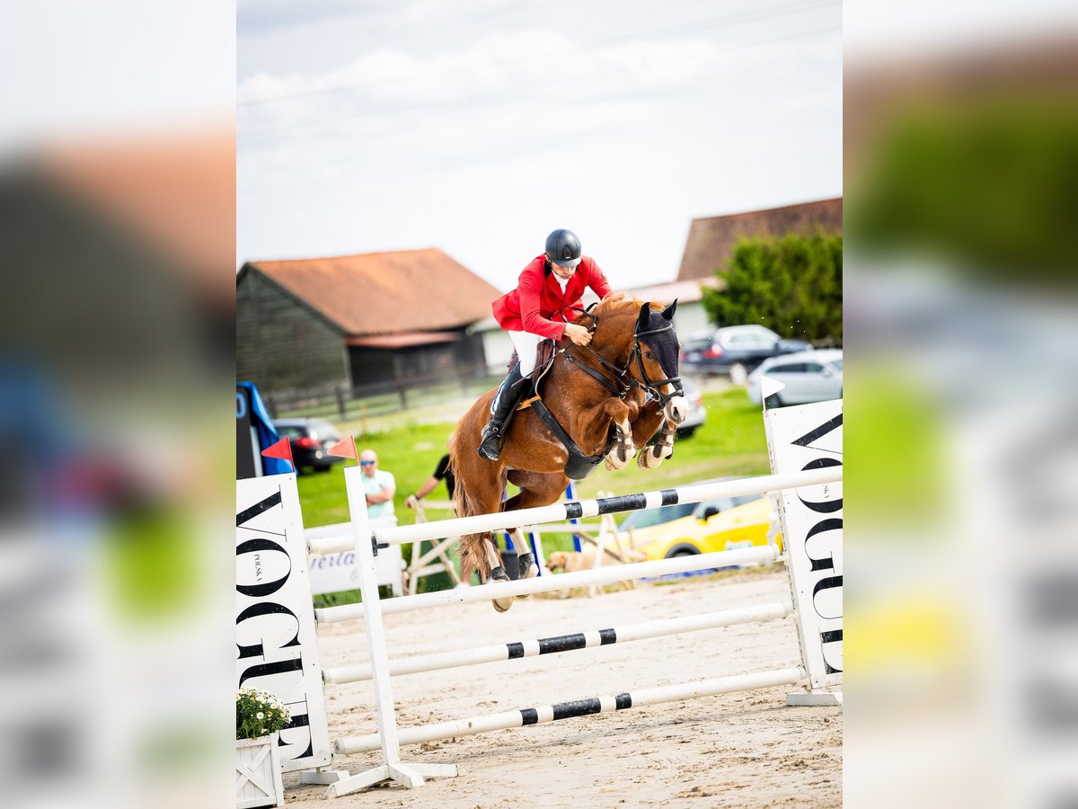 Oldenburger Springpferd Wallach 11 Jahre 172 cm Fuchs in Kwidzyn