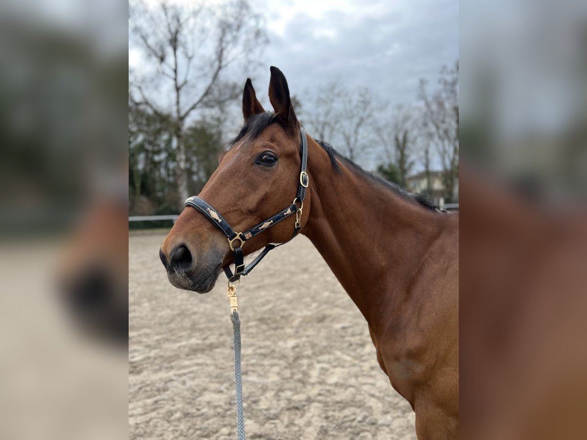 Oldenburger Springpferd Wallach 11 Jahre 175 cm Brauner in Eppelheim
