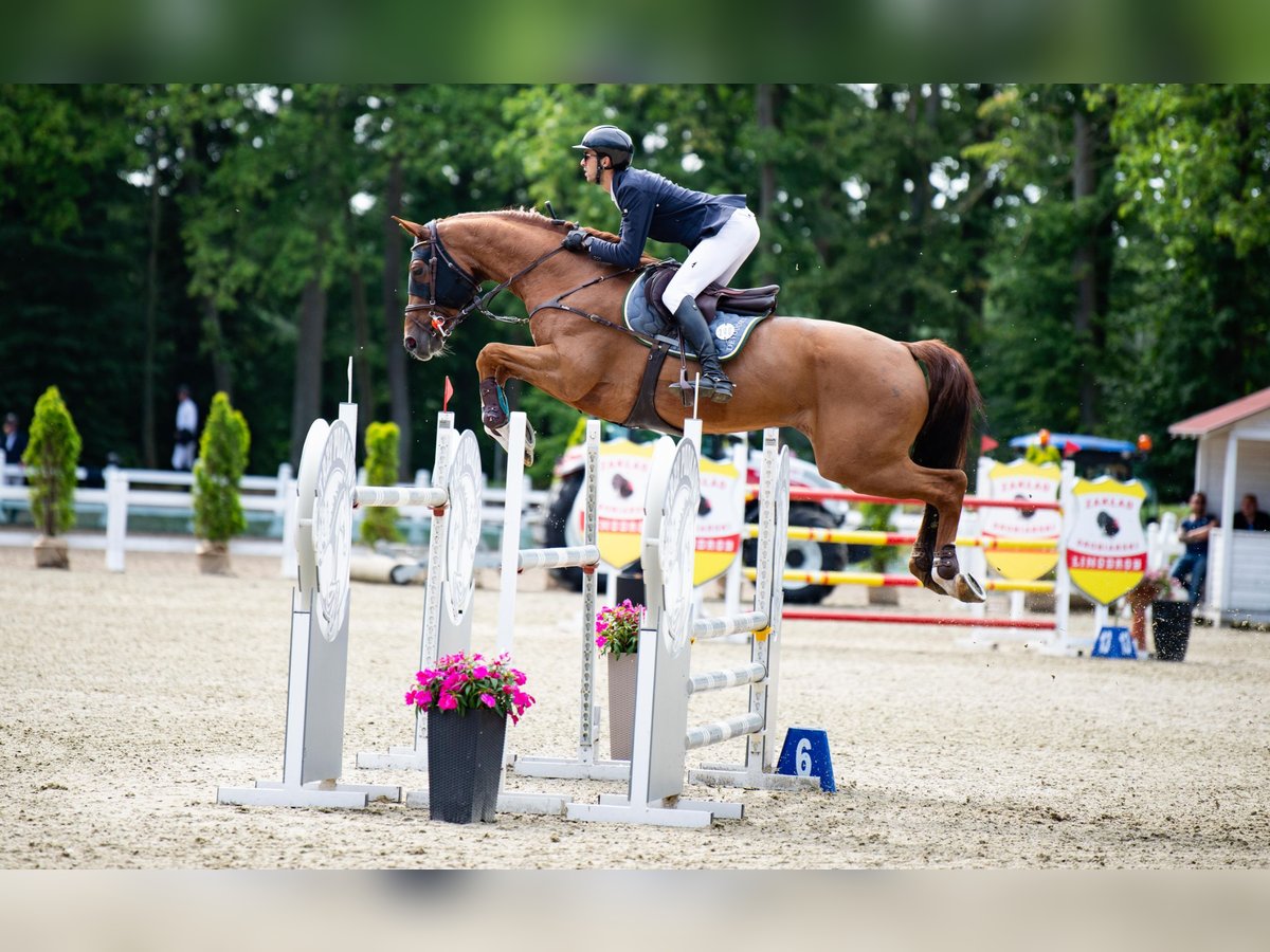 Oldenburger Springpferd Wallach 11 Jahre 182 cm Fuchs in Leoncin