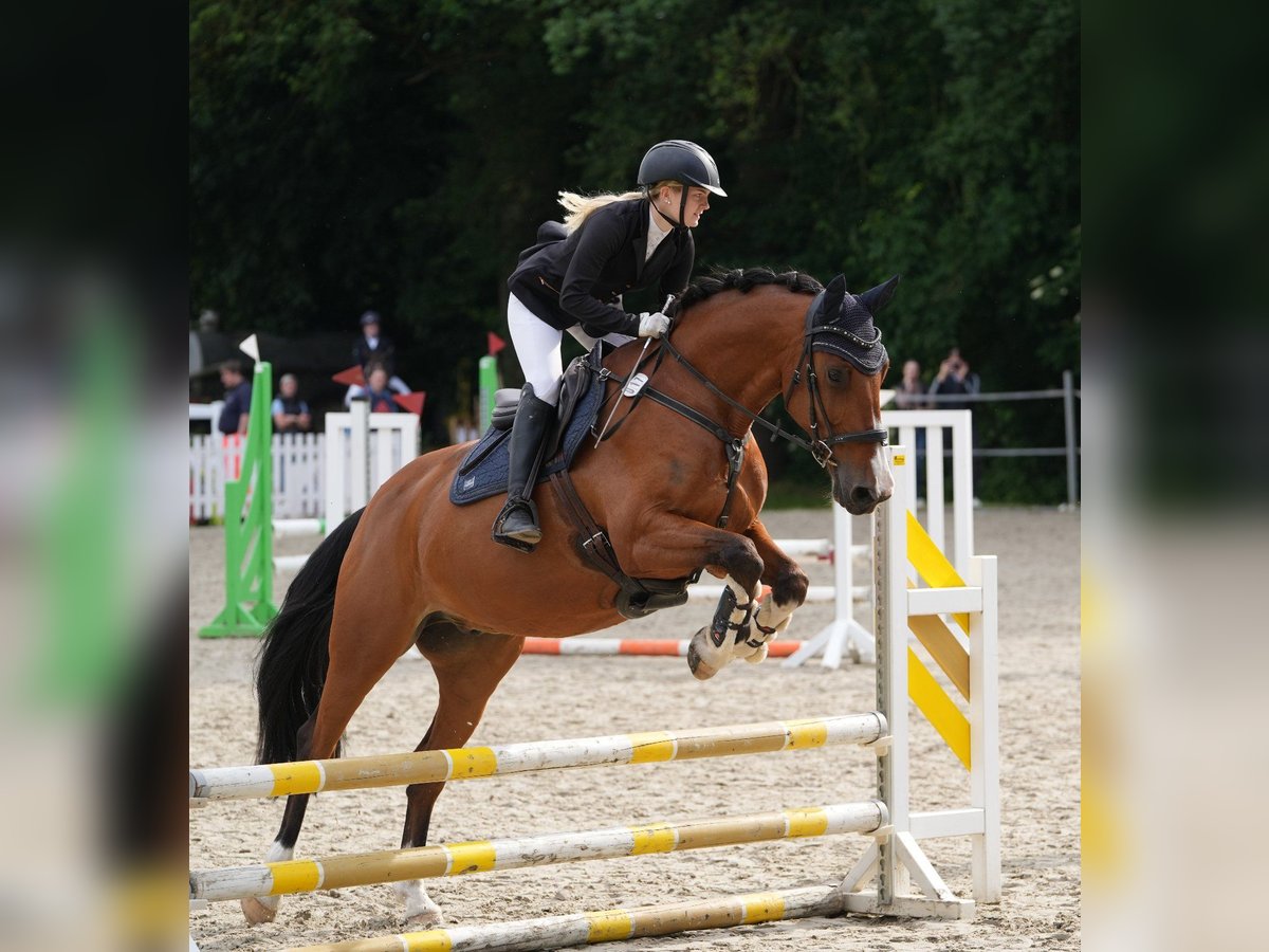 Oldenburger Springpferd Wallach 12 Jahre 163 cm Brauner in Diepenau Oldenburger Springpferd Wallach 12 Jahre 163 cm Brauner in Diepenau