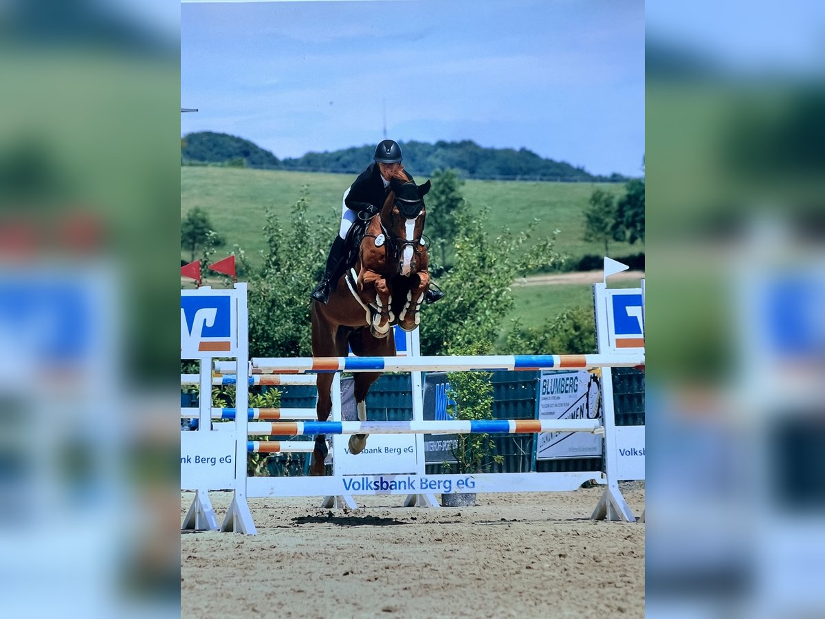 Oldenburger Springpferd Wallach 12 Jahre 172 cm Fuchs in Bornheim