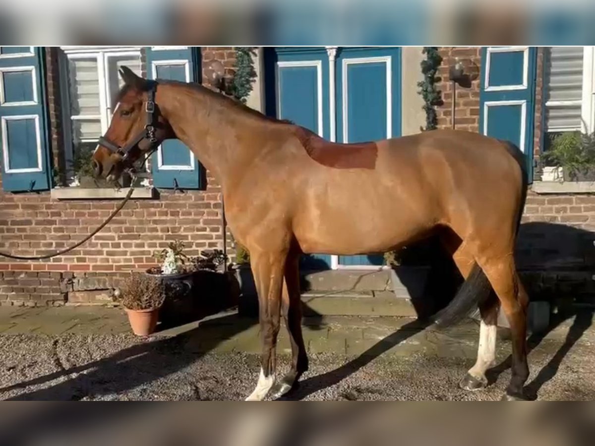 Oldenburger Springpferd Wallach 12 Jahre 173 cm Brauner in Erkelenz