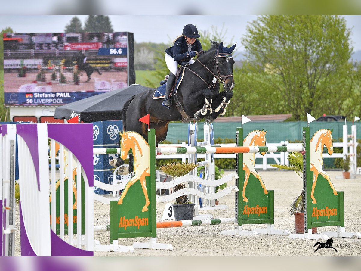 Oldenburger Springpferd Wallach 12 Jahre 177 cm Rappe in Altusried