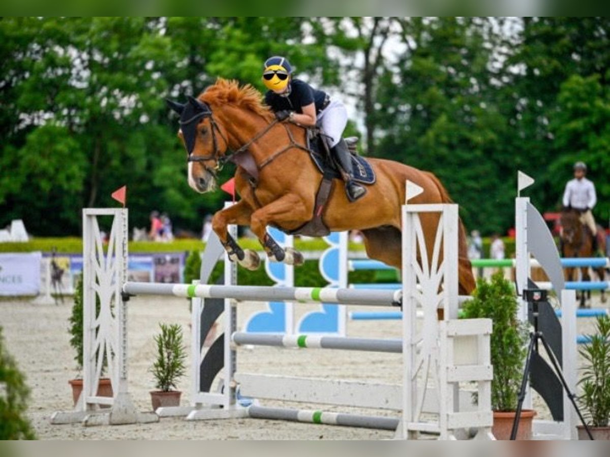 Oldenburger Springpferd Mix Wallach 12 Jahre 180 cm Fuchs in Aichwald
