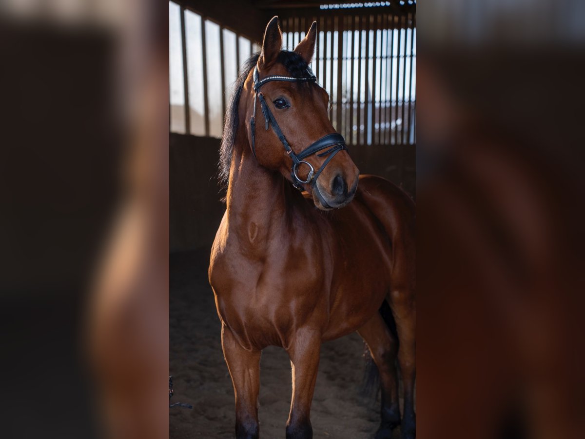 Oldenburger Springpferd Wallach 13 Jahre 161 cm Brauner in Hohenbrunn