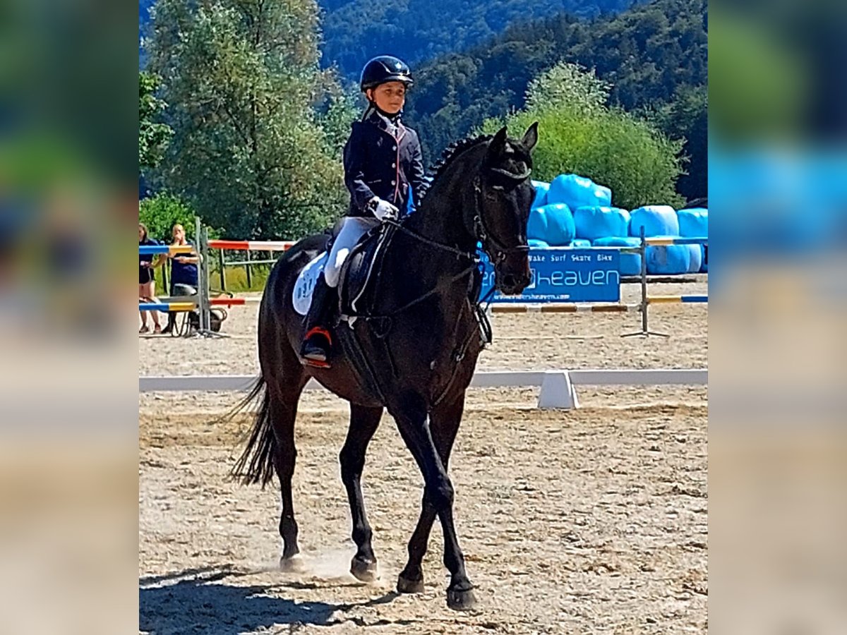 Oldenburger Springpferd Wallach 13 Jahre 165 cm Schwarzbrauner in Missen-Wilhams
