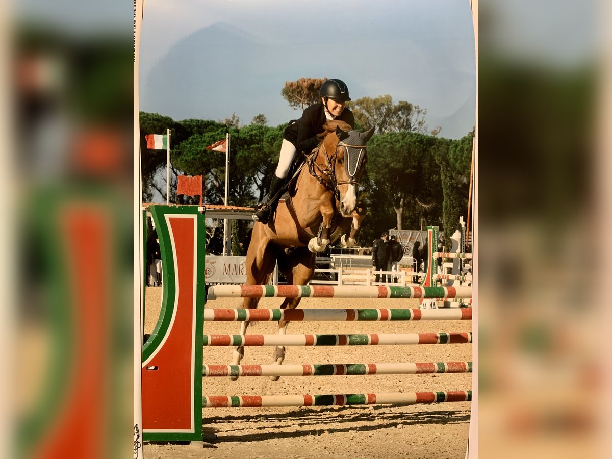 Oldenburger Springpferd Wallach 13 Jahre 168 cm Fuchs in Roma