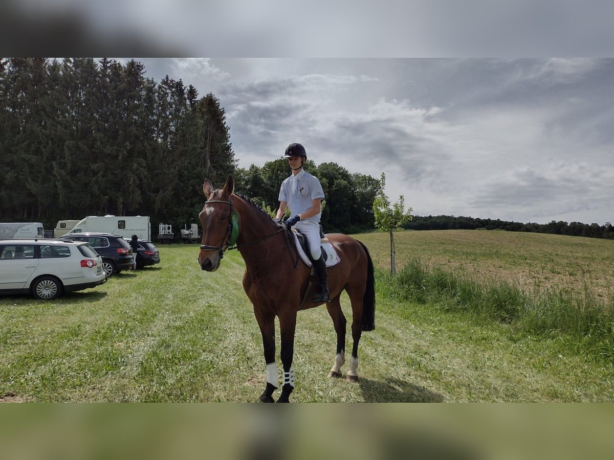 Oldenburger Springpferd Wallach 13 Jahre 170 cm Brauner in Riedlingen Oldenburger Springpferd Wallach 13 Jahre 170 cm Brauner in Riedlingen