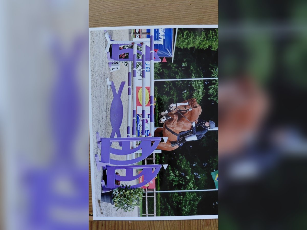 Oldenburger Springpferd Wallach 13 Jahre 170 cm Fuchs in Saterland