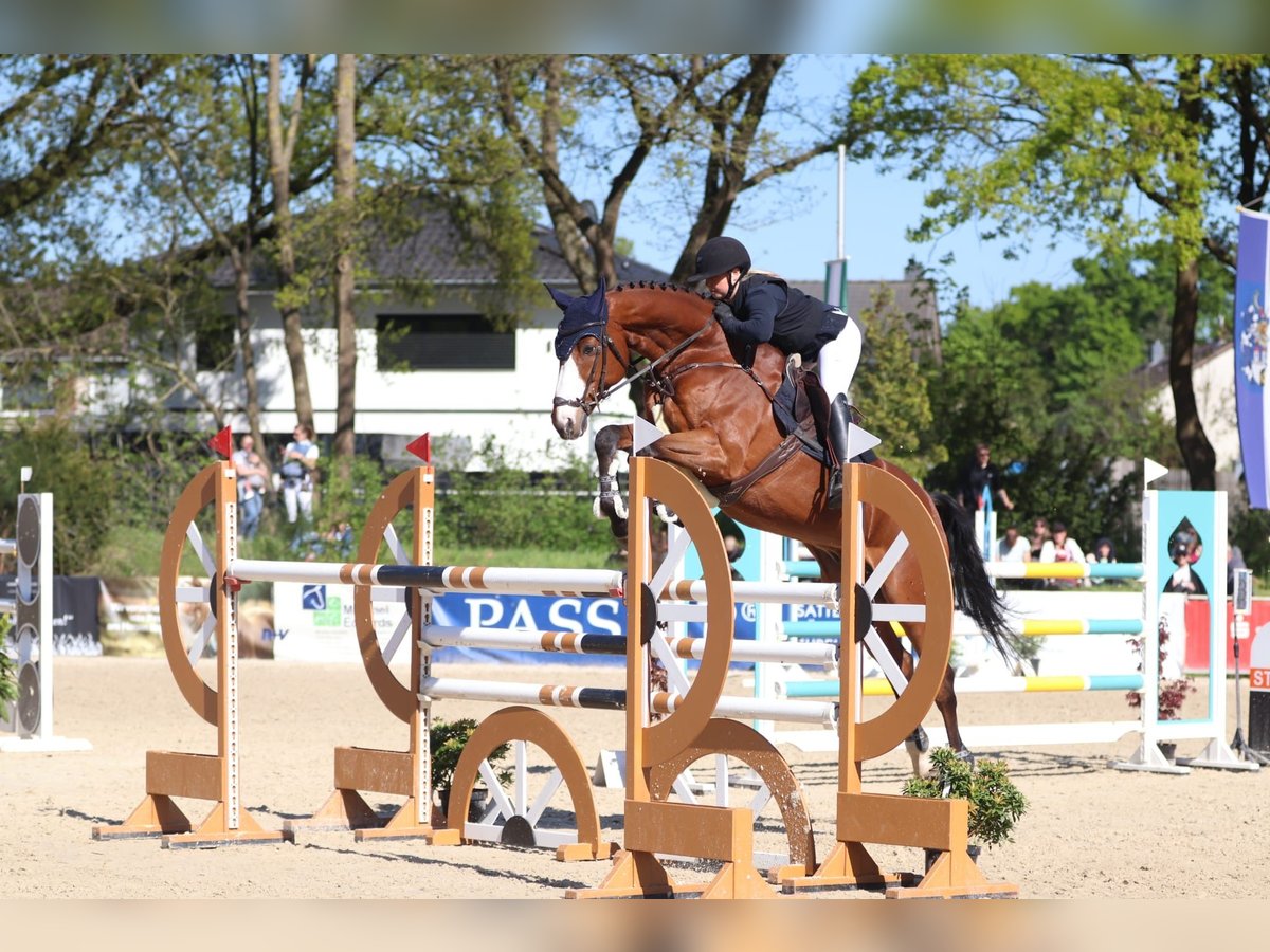 Oldenburger Springpferd Wallach 13 Jahre 173 cm Brauner in Celle