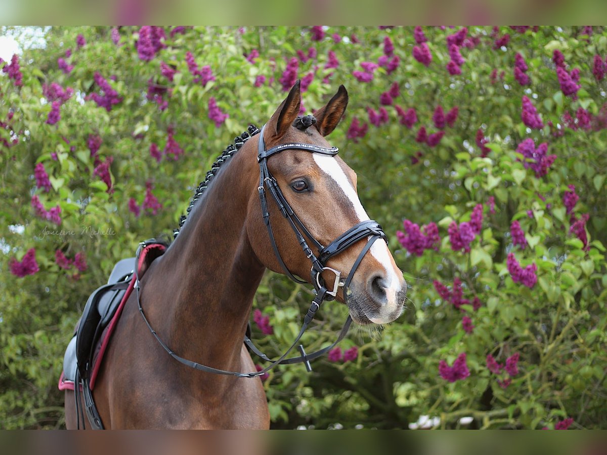 Oldenburger Springpferd Wallach 13 Jahre 175 cm Brauner in Feldberger Seenlandschaft