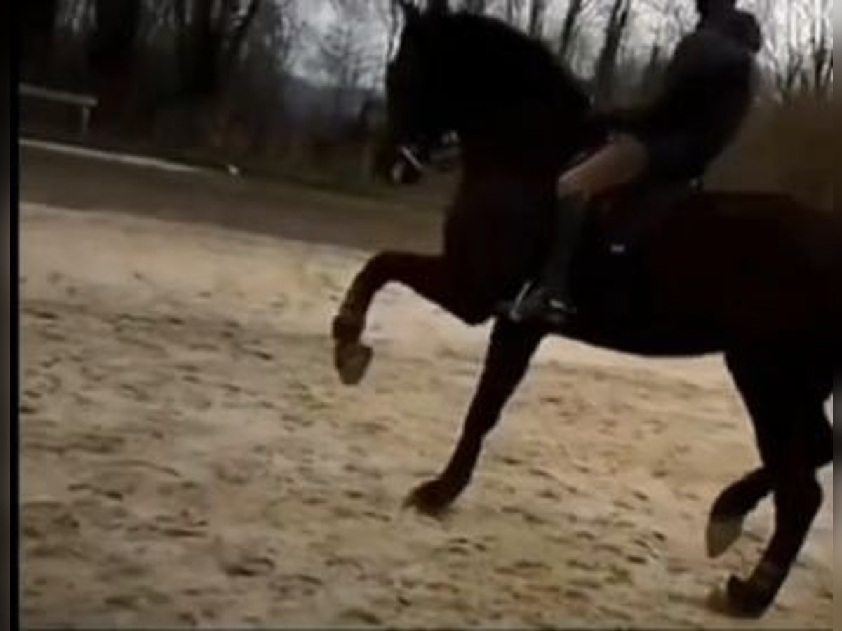 Oldenburger Springpferd Wallach 13 Jahre 175 cm Rappe in Pau