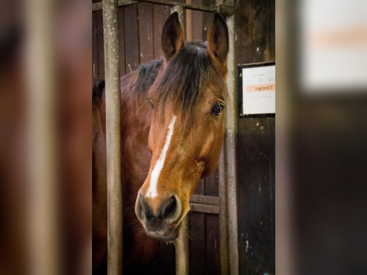 Oldenburger Springpferd Wallach 13 Jahre 180 cm Brauner in Jever