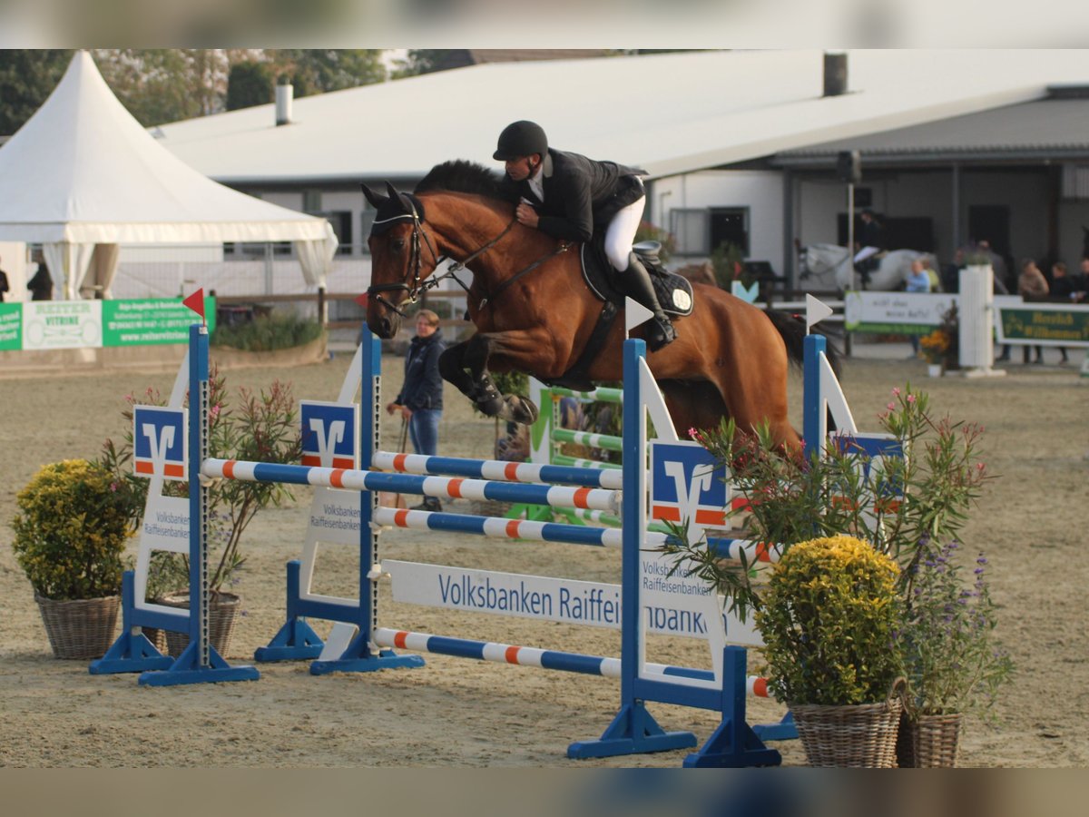 Oldenburger Springpferd Wallach 13 Jahre 180 cm Brauner in Tangstedt