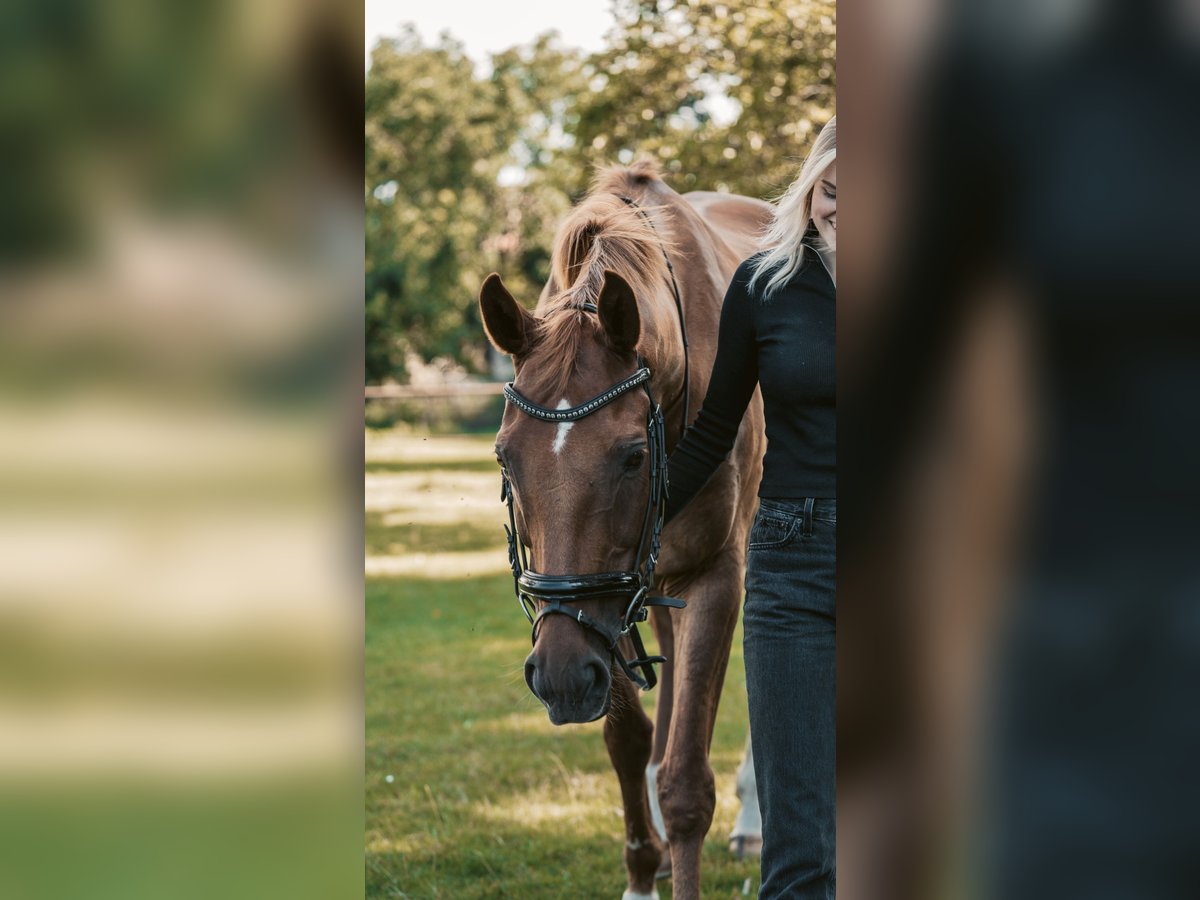 Oldenburger Springpferd Wallach 14 Jahre 168 cm Fuchs in Müden (Aller)