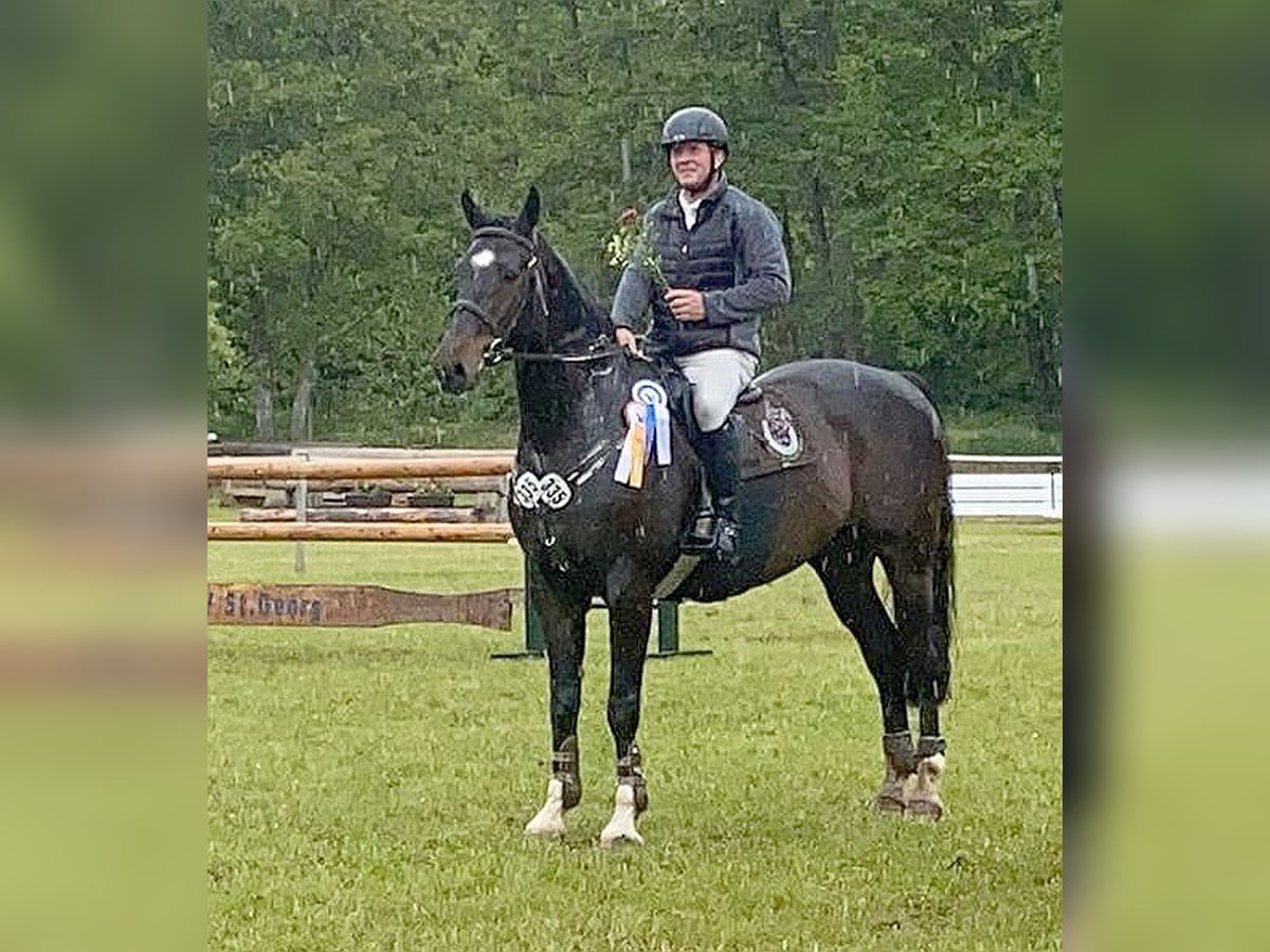 Oldenburger Springpferd Wallach 14 Jahre 169 cm Dunkelbrauner in Neustadt in Sachsen