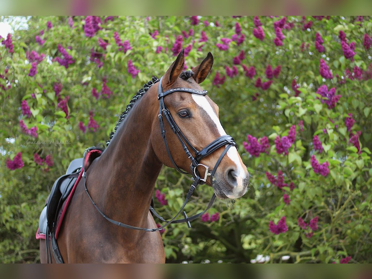 Oldenburger Springpferd Wallach 14 Jahre 175 cm Brauner in Feldberger Seenlandschaft