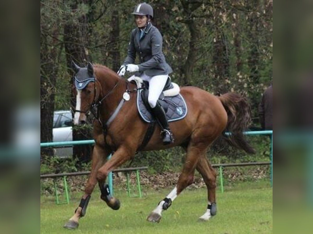 Oldenburger Springpferd Wallach 15 Jahre 170 cm Fuchs in Oberlungwitz