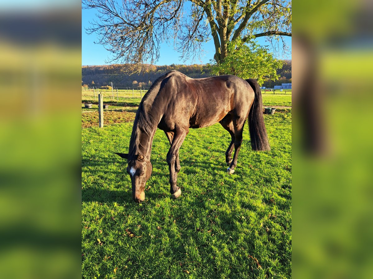 Oldenburger Springpferd Wallach 15 Jahre 177 cm Dunkelbrauner in Schwerte