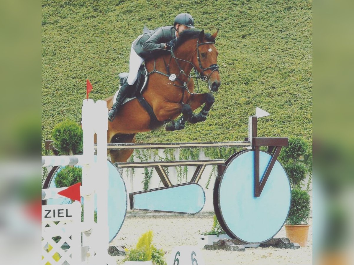 Oldenburger Springpferd Wallach 15 Jahre 180 cm Brauner in Willich