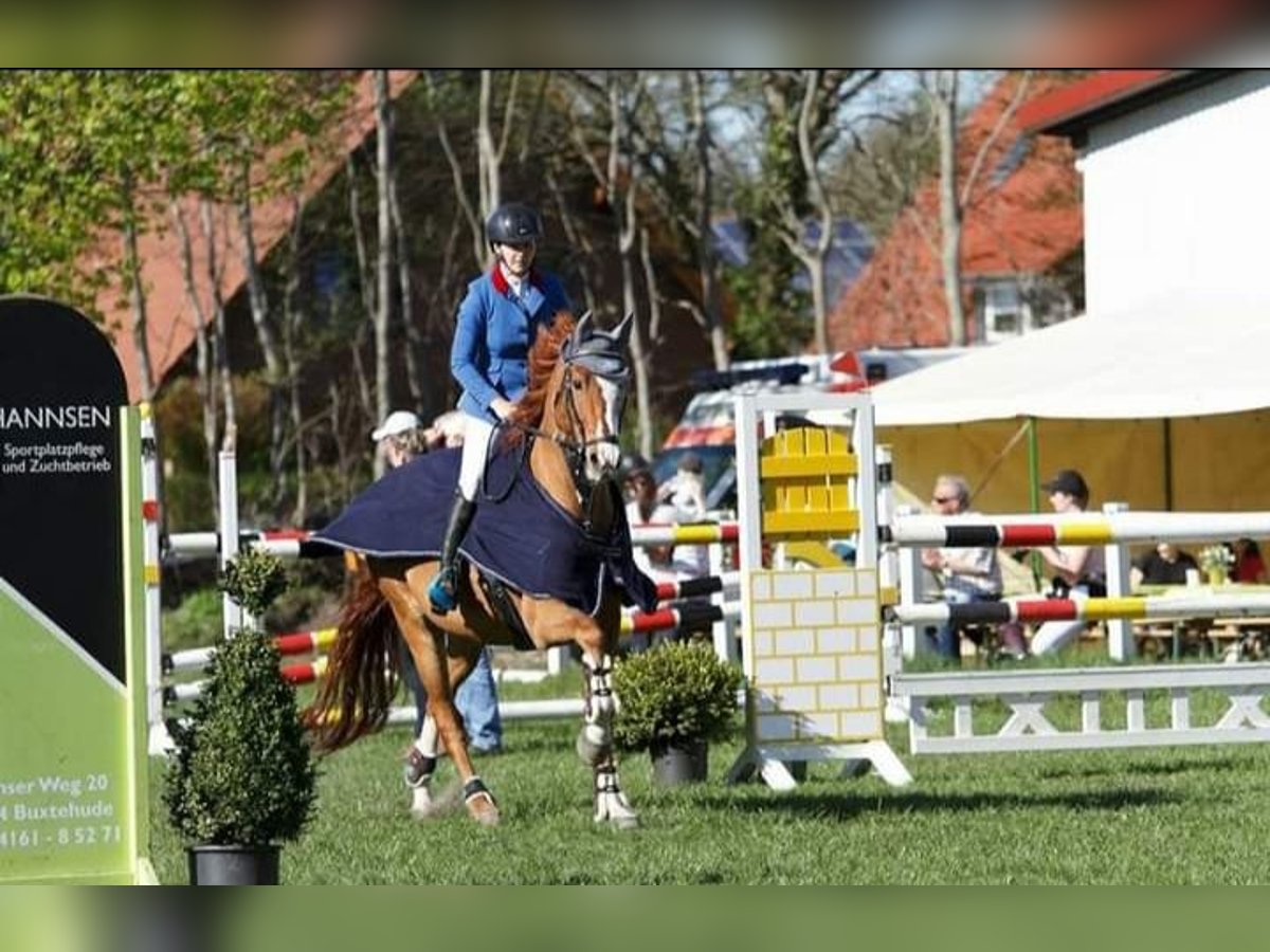 Oldenburger Springpferd Wallach 17 Jahre 167 cm Fuchs in Osterholz-Scharmbeck Oldenburger Springpferd Wallach 17 Jahre 167 cm Fuchs in Osterholz-Scharmbeck