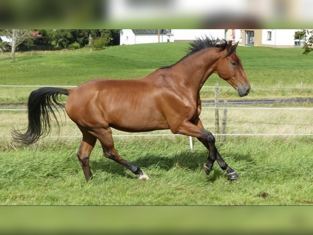 Oldenburger Springpferd Wallach 17 Jahre 167 cm Hellbrauner in Berndorf