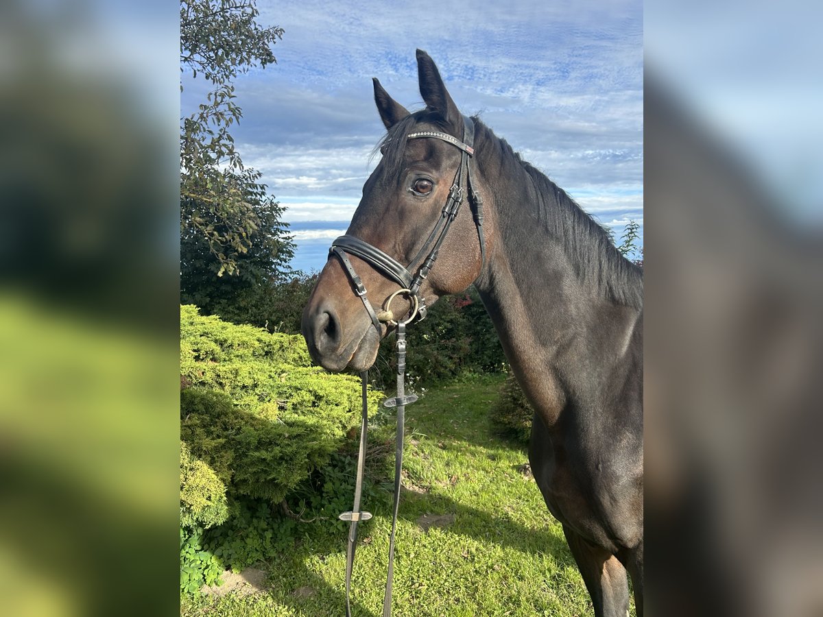 Oldenburger Springpferd Wallach 17 Jahre 170 cm Dunkelbrauner in Pelmberg