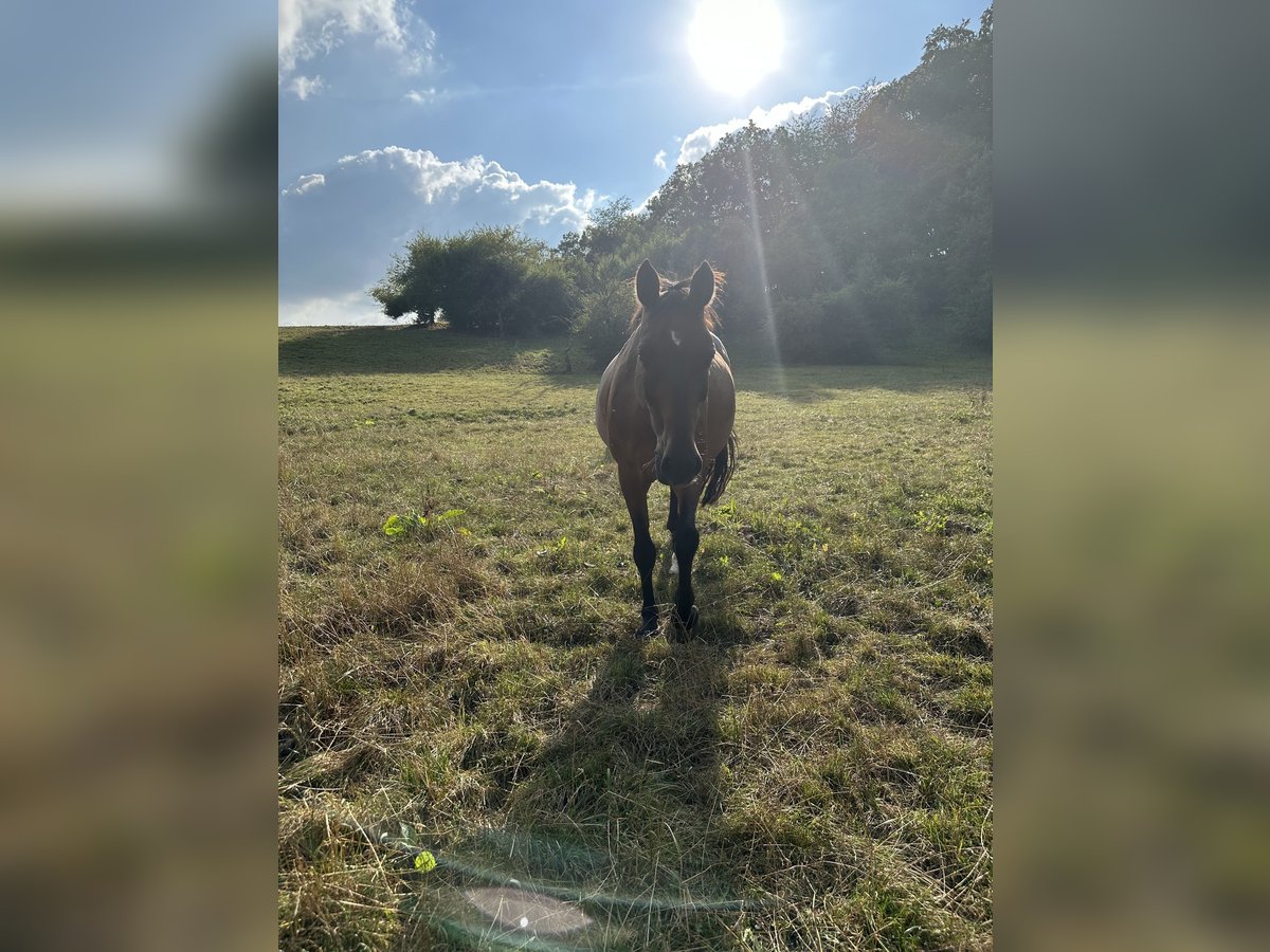 Oldenburger Springpferd Wallach 19 Jahre 163 cm Brauner in Dillenburg