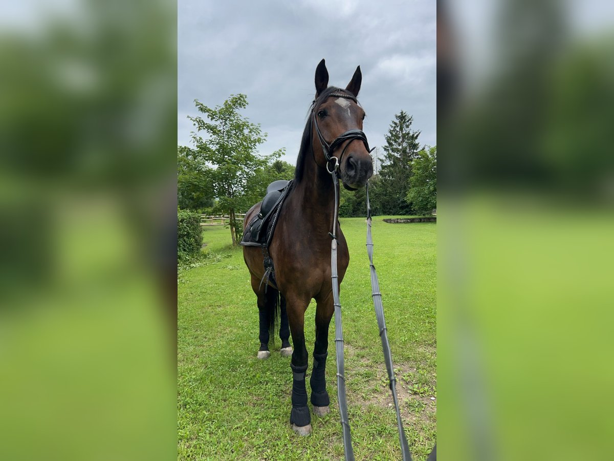 Oldenburger Springpferd Wallach 19 Jahre 168 cm Dunkelbrauner in Wien, Donaustadt