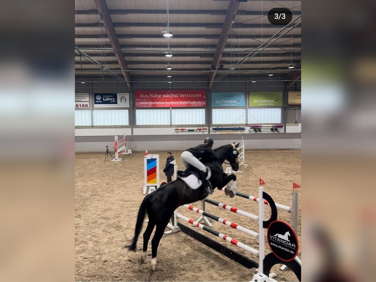 Oldenburger Springpferd Wallach 19 Jahre 170 cm Brauner in Winsen (Aller)
